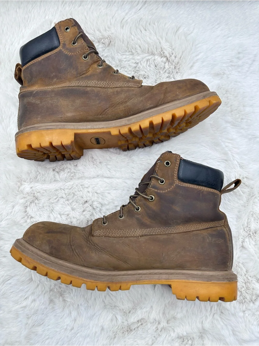 Irish Setter red wing